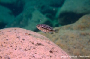 Tropheops sp. 'red cheek north' Ngwasi